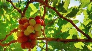 Ghien review - Ninh Thuan KN